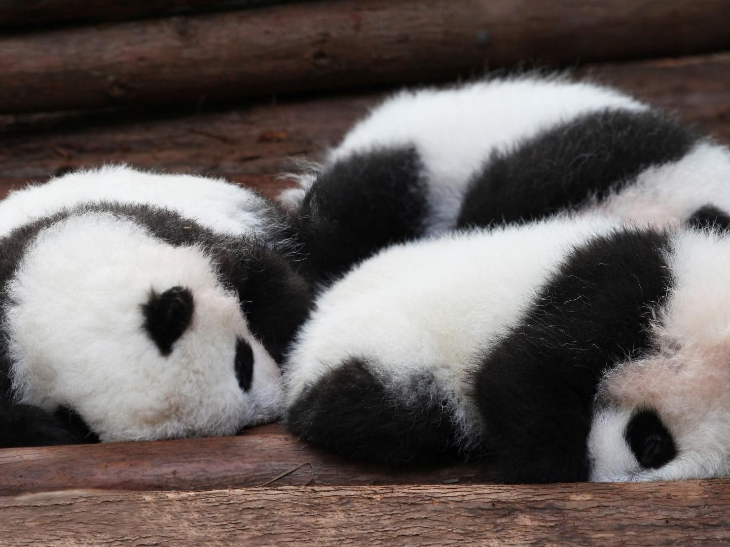 13 Pandababys wurden in China der Öffentlichkeit präsentiert.