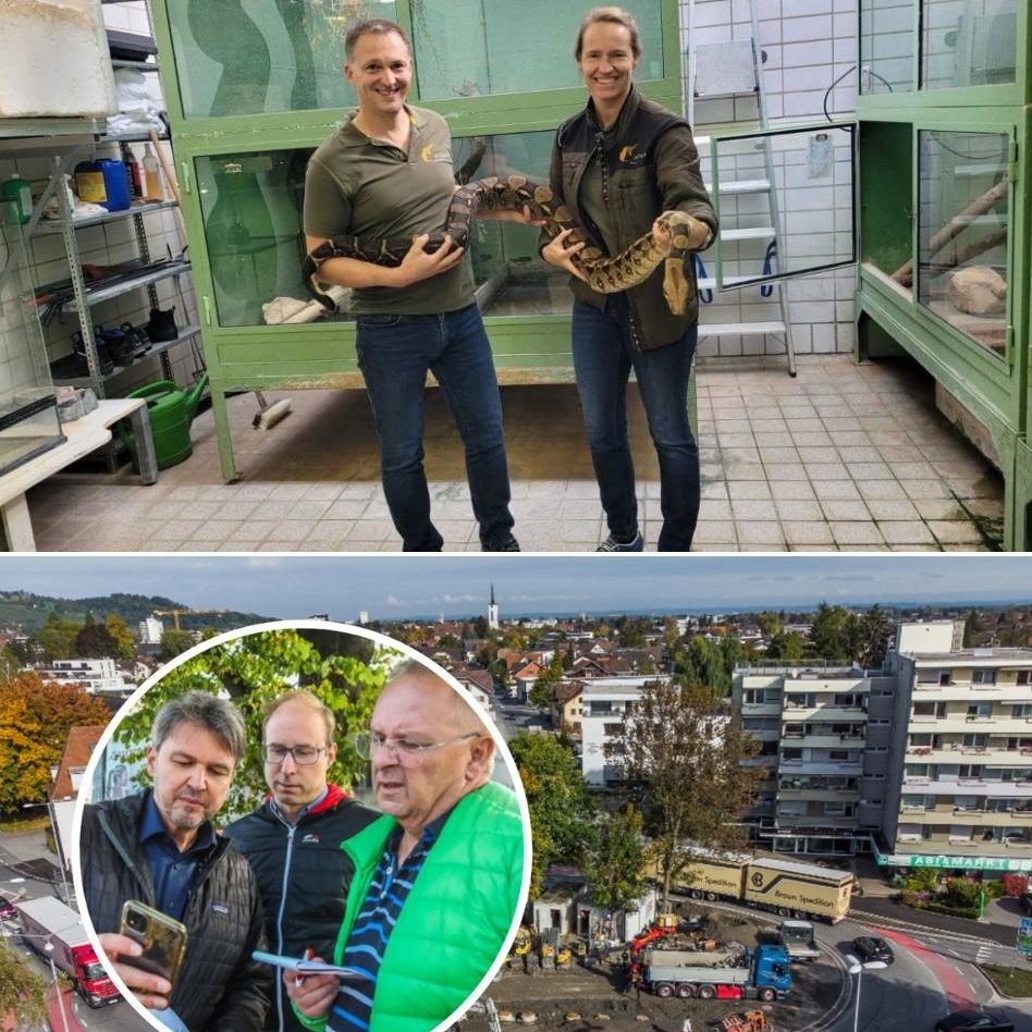 Riesenschlangen in Vorarlberg, eine nie realisierte Unterflurautobahn, ein neuer Kreisverkehr, SCR Altach vs Schiedsrichter - die meistgelesenen V+ Artikel der letzten Woche.