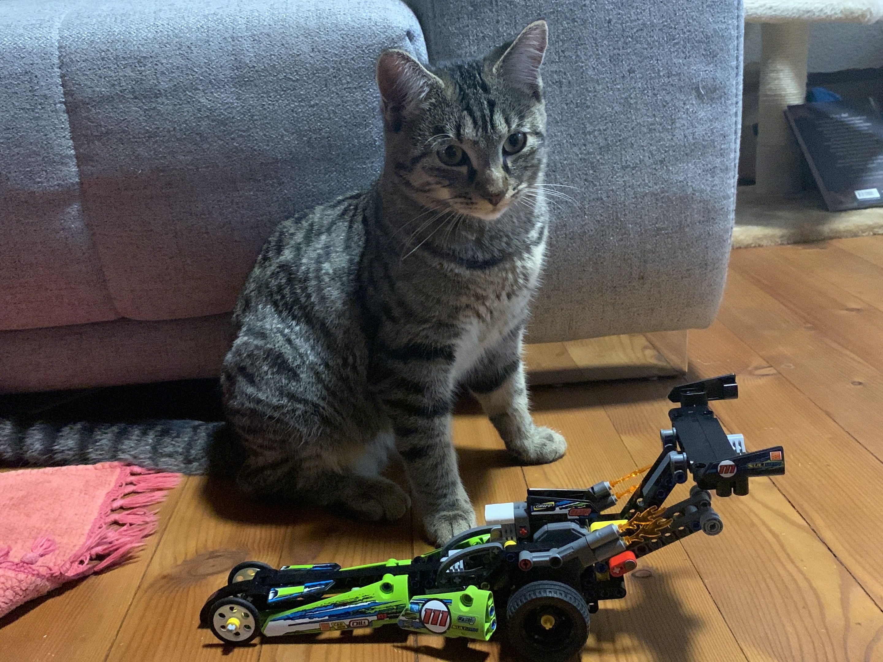 Kater Max