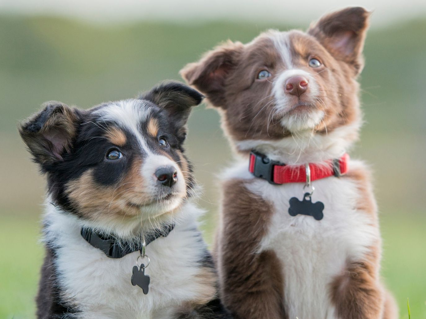 Welpen bedeuten viel Arbeit. Stellen Sie sich vor, Sie müssten über ein Dutzend kleine Hunde auf einmal versorgen! Welpen bedeuten viel Arbeit. Stellen Sie sich vor, Sie müssten über ein Dutzend kleine Hunde auf einmal versorgen!