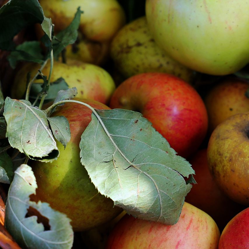 Apfelsäfte auf Pestizide untersucht.