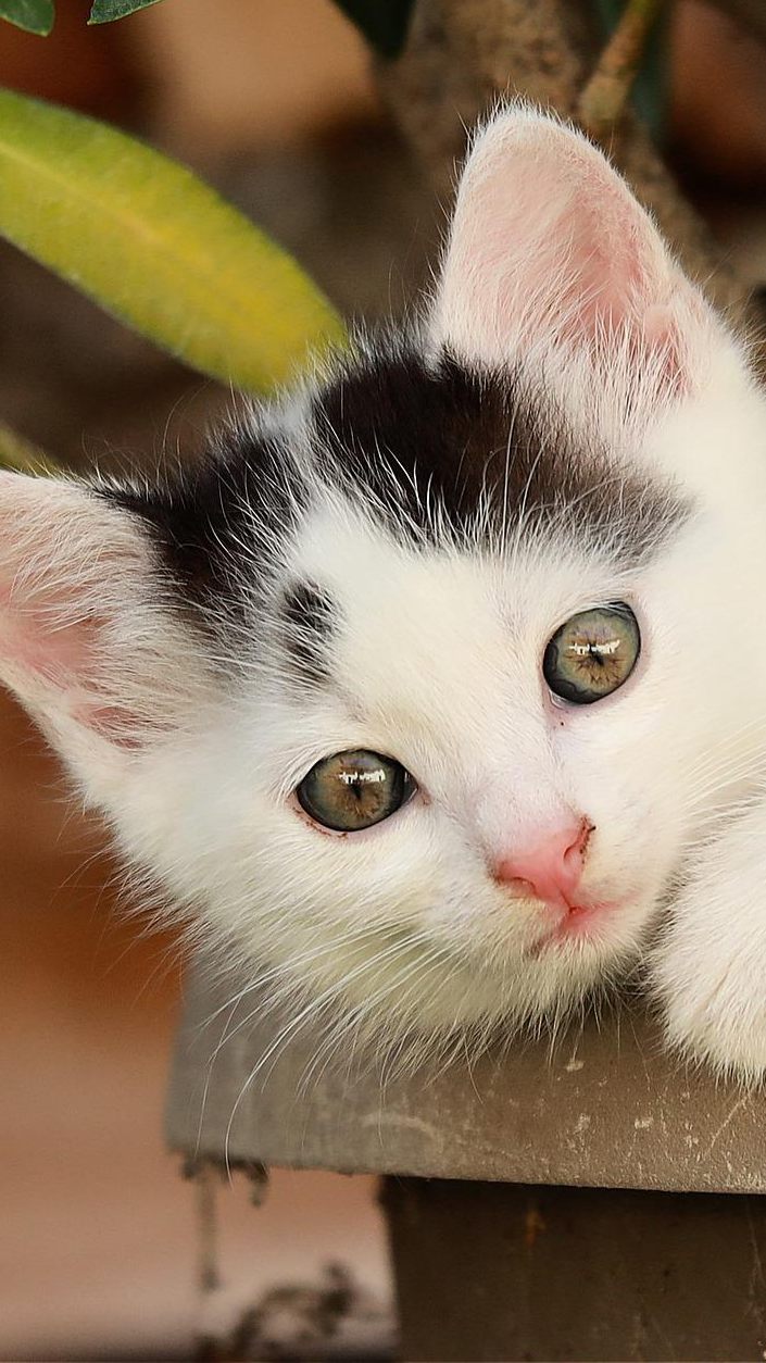 Bei Zimmerpflanzen sollte man als Haustier-Besitzer achtsam sein. Manche der Pflanzen können für den geliebten Vierbeiner giftig sein.