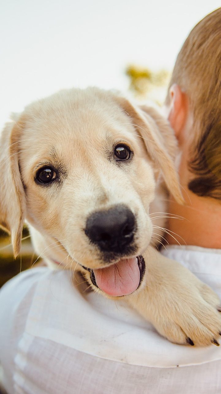 Das kann die Wahl der Hunderasse über den Charakter des Besitzers verraten.