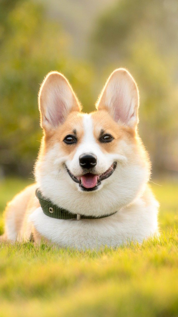 Am 10. Oktober ist Welthundetag.