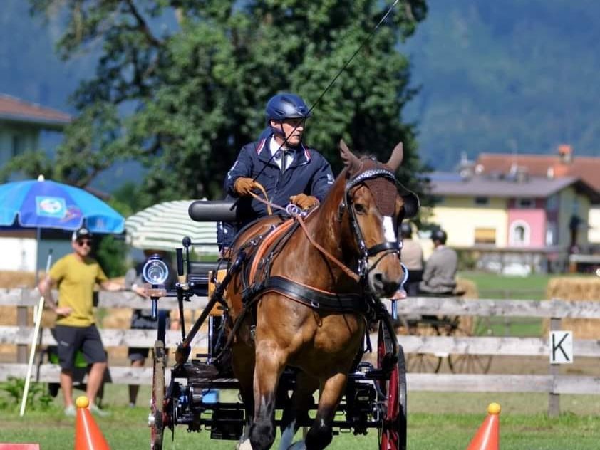 Enrico Allgäuer wurde Landesmeister im Kutschenfahren. Enrico Allgäuer wurde Landesmeister im Kutschenfahren.