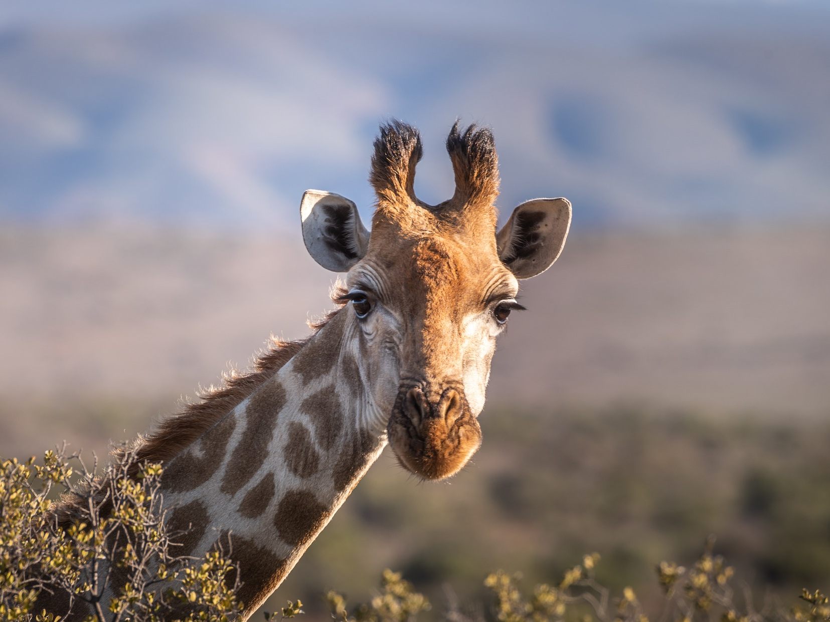 Ein Kleinkind starb nach einer Giraffen-Attacke in Südafrika. Ein Kleinkind starb nach einer Giraffen-Attacke in Südafrika.