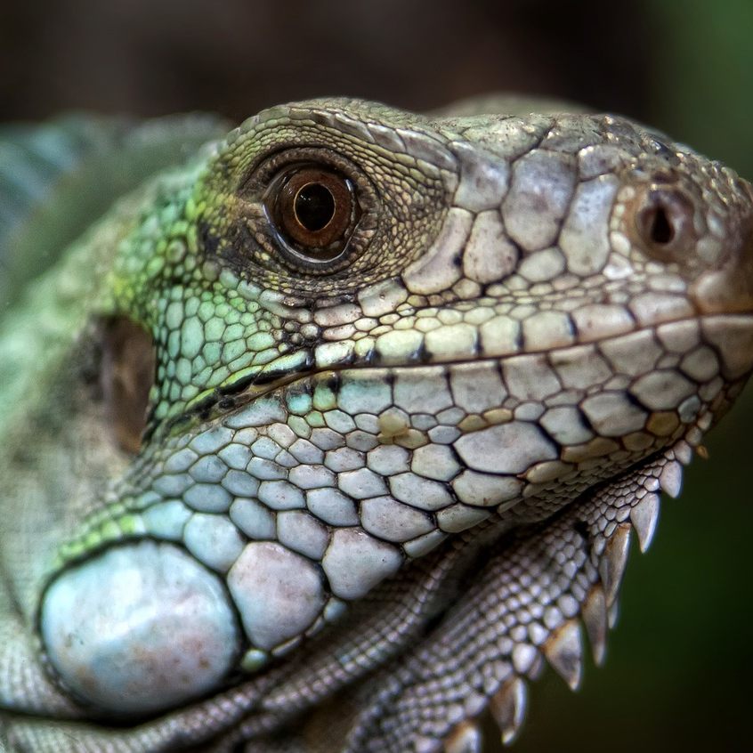 Wien führt Sachkundenachweis für Halter von Tier-Exoten ein