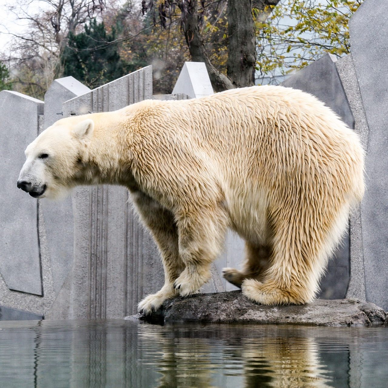 Eisbärin Nora war an einer akuten Kolik erkrankt.