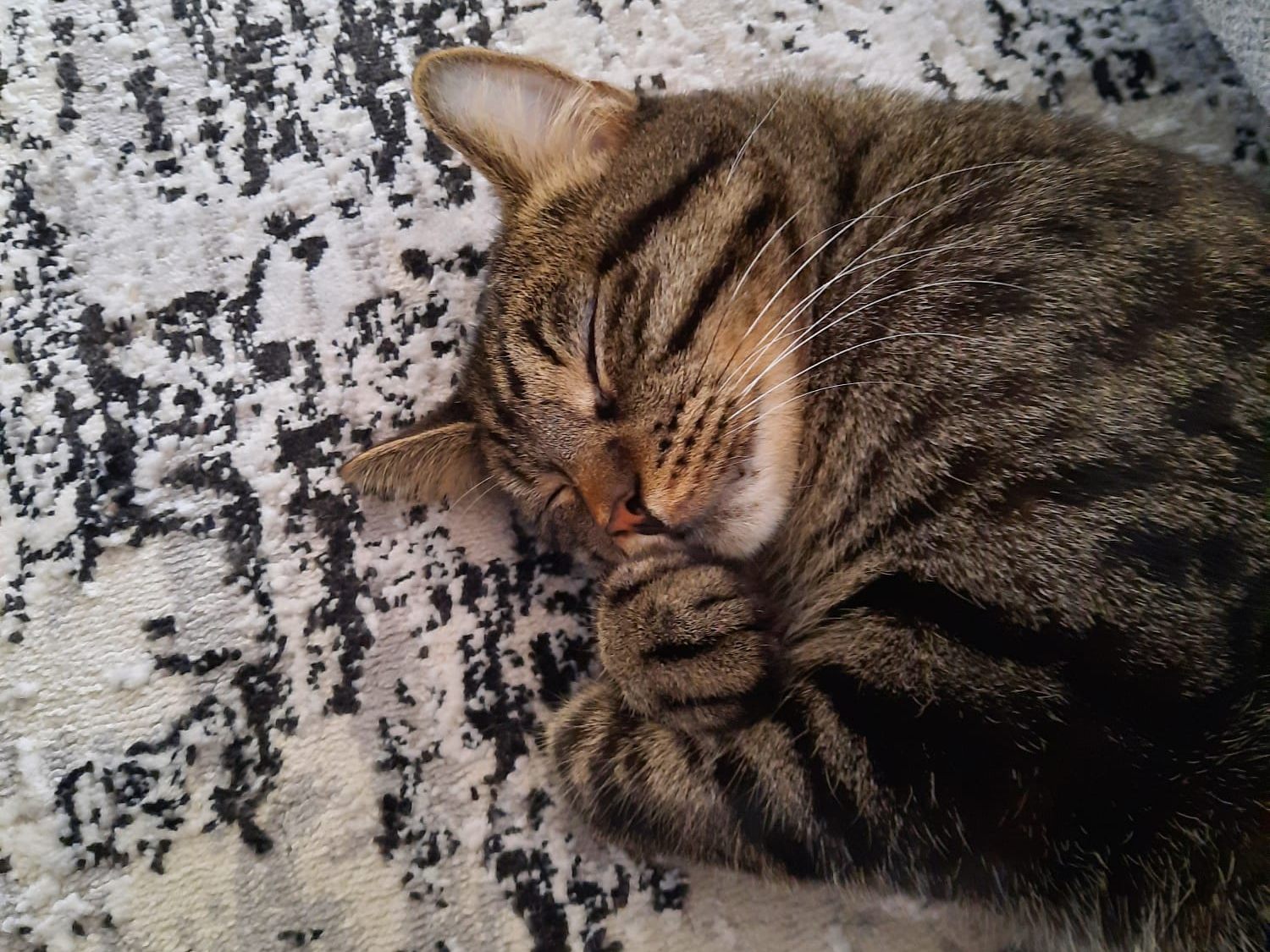Kater Merlin sucht ein neues Zuhause - VOL.AT