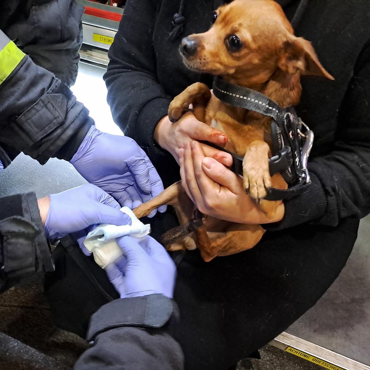 Der Hund klemmte sich beim Verlassen der Rolltreppe die Pfote ein.