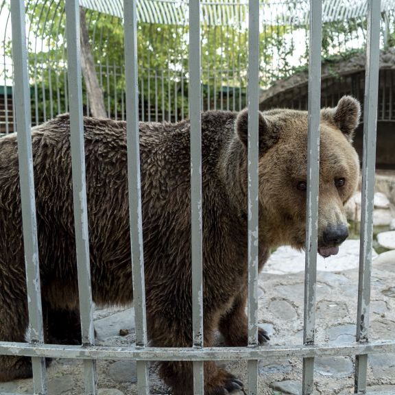 "Restaurantbär" Mark musste über 20 Jahre in einem Käfig leben.