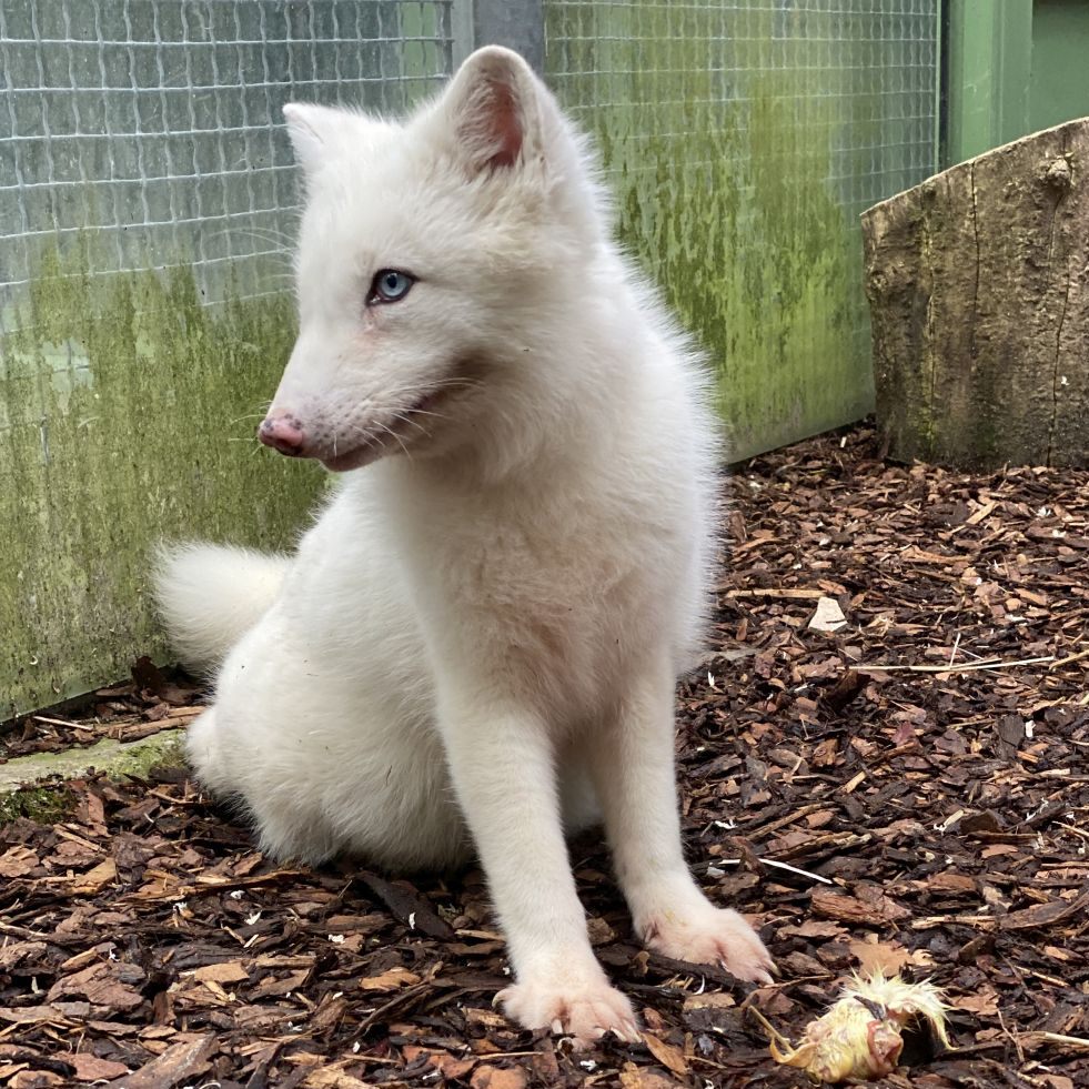 Ein illegal in Österreich gehaltener Polarfuchs gerettet