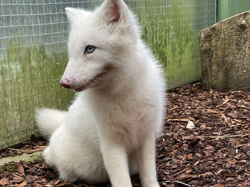 Polarfuchs "Wukk" startet bald in ein neues Leben.