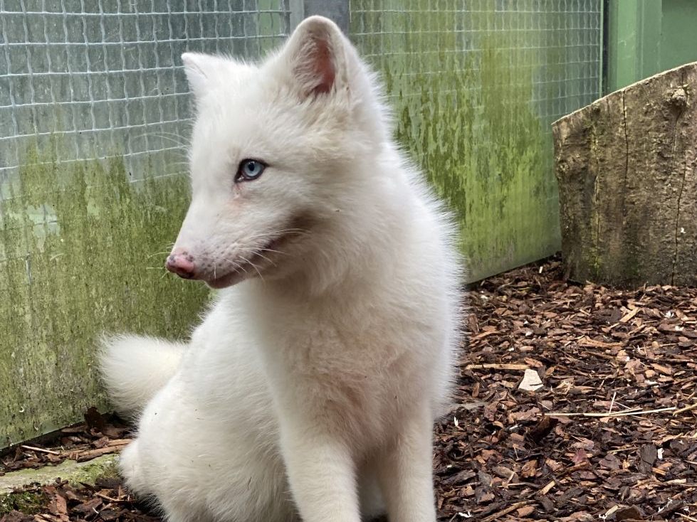 Ein illegal in Österreich gehaltener Polarfuchs gerettet