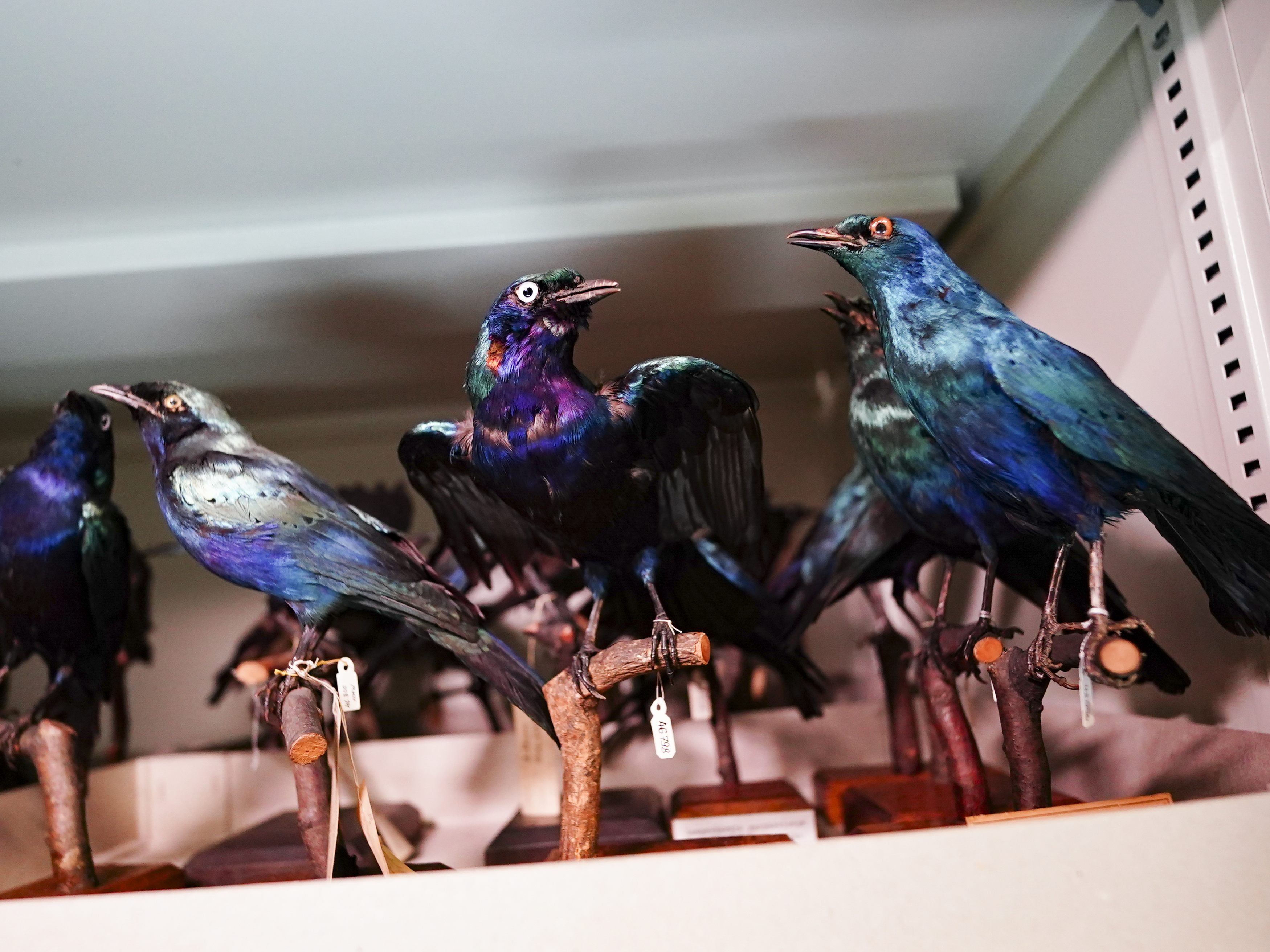 Naturhistorisches Museum erhält bedeutende Sammlung mit 19.000 Vögeln.