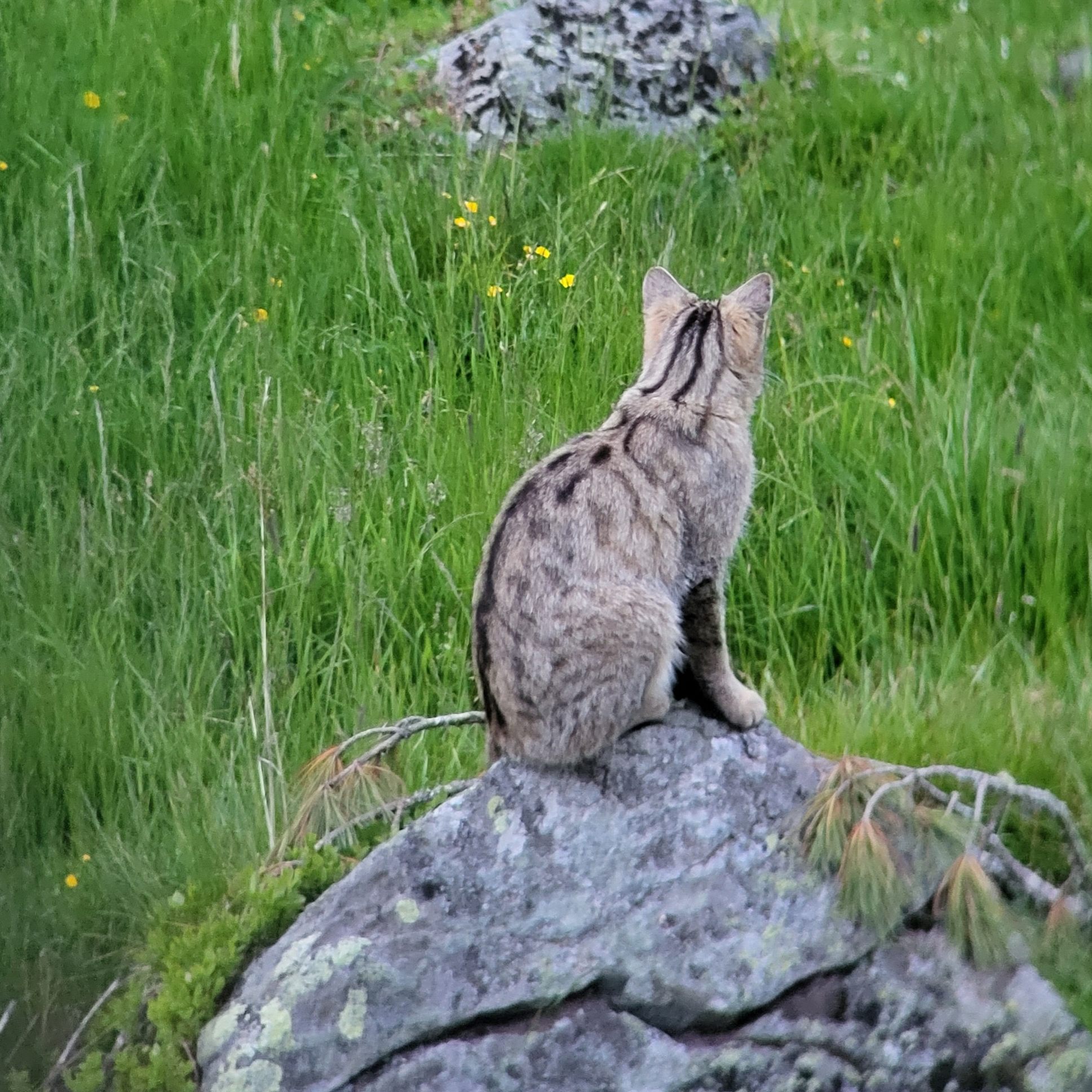 Aufnahmen und Vorkommen äußerst selten - Tiere verschwanden in 1950er-Jahren aus heimischen Wäldern..