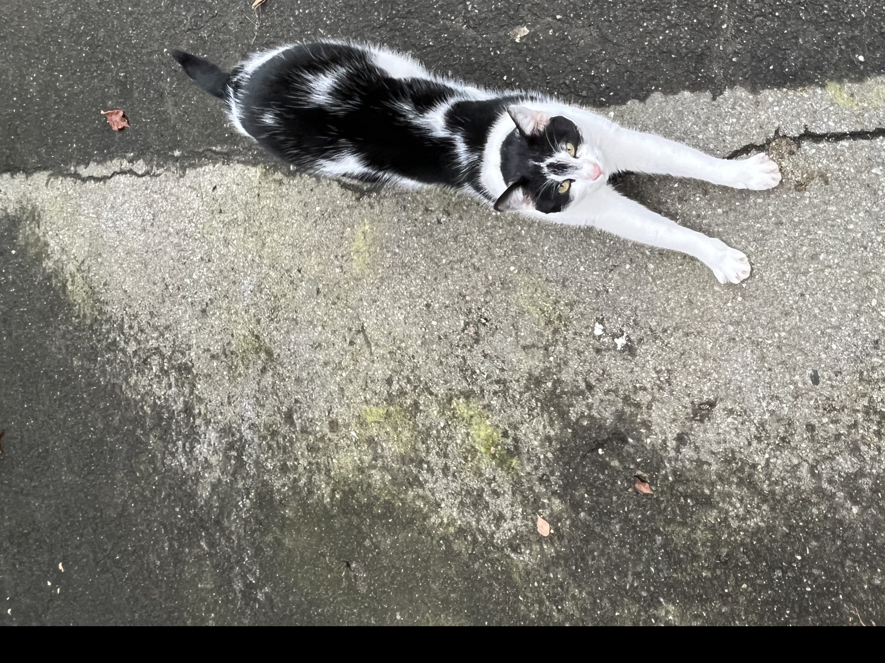 zugelaufen / Bregenz