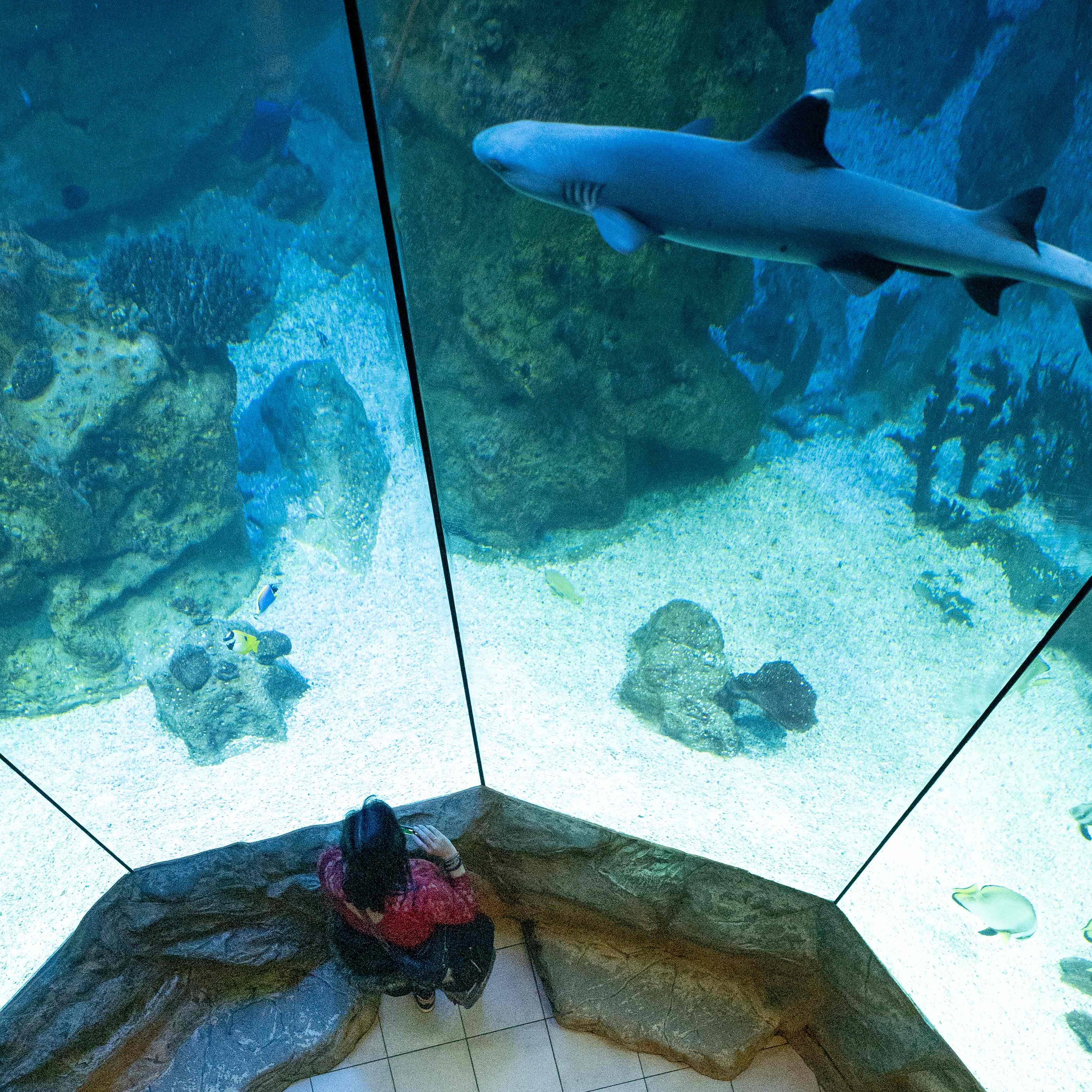 Wiener Haus des Meeres wird 65.