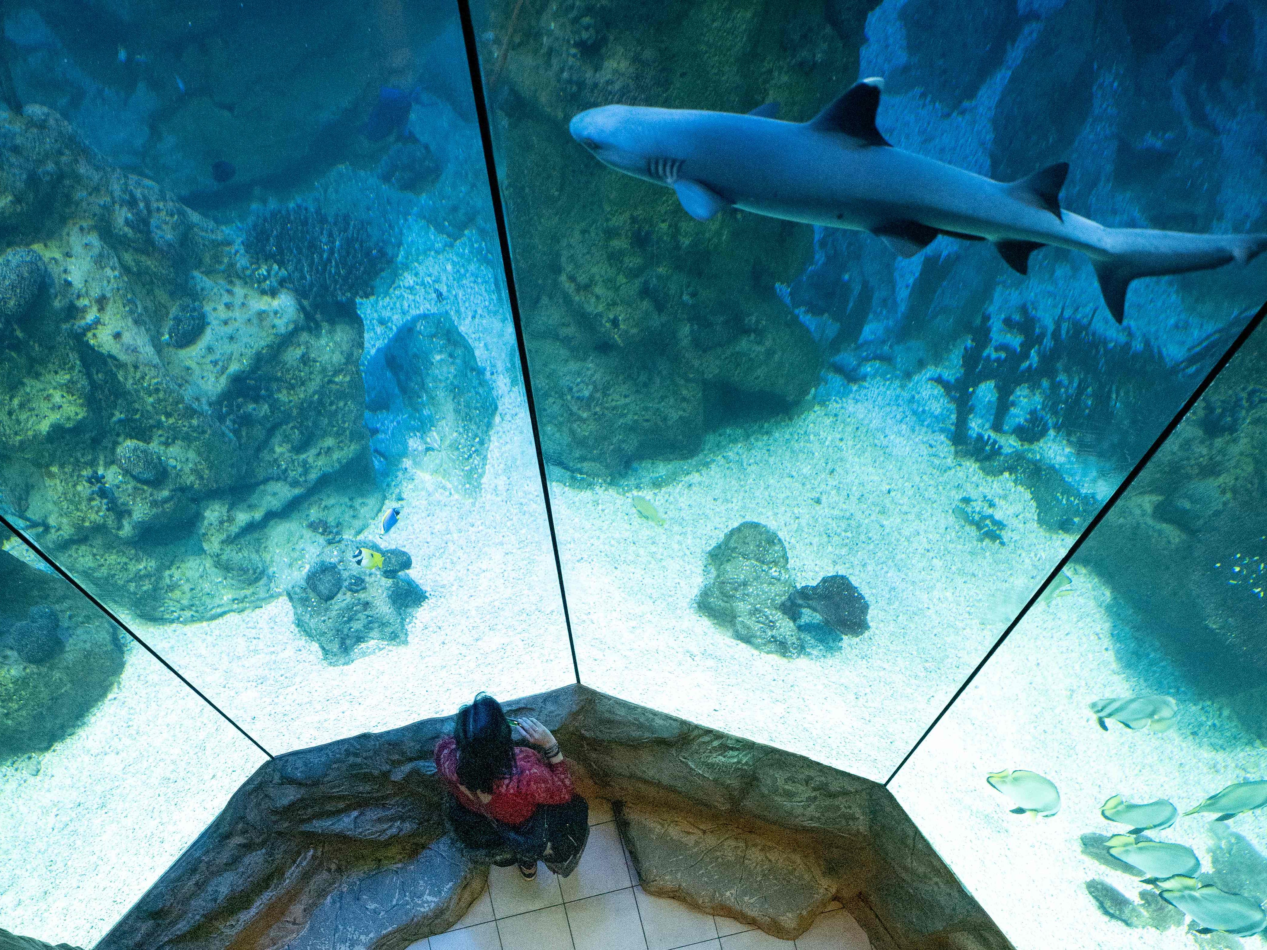 Wiener Haus des Meeres wird 65. Wiener Haus des Meeres wird 65.