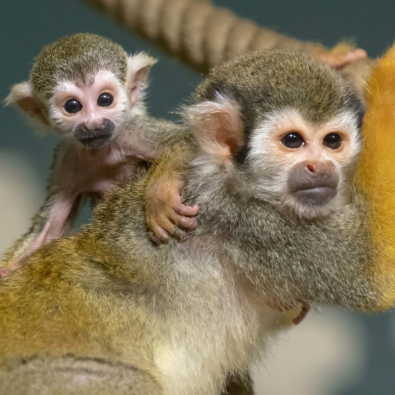 Der Wiener Tiergarten Schönbrunn konnte sich 2022 über besonders viel Nachwuchs freuen.