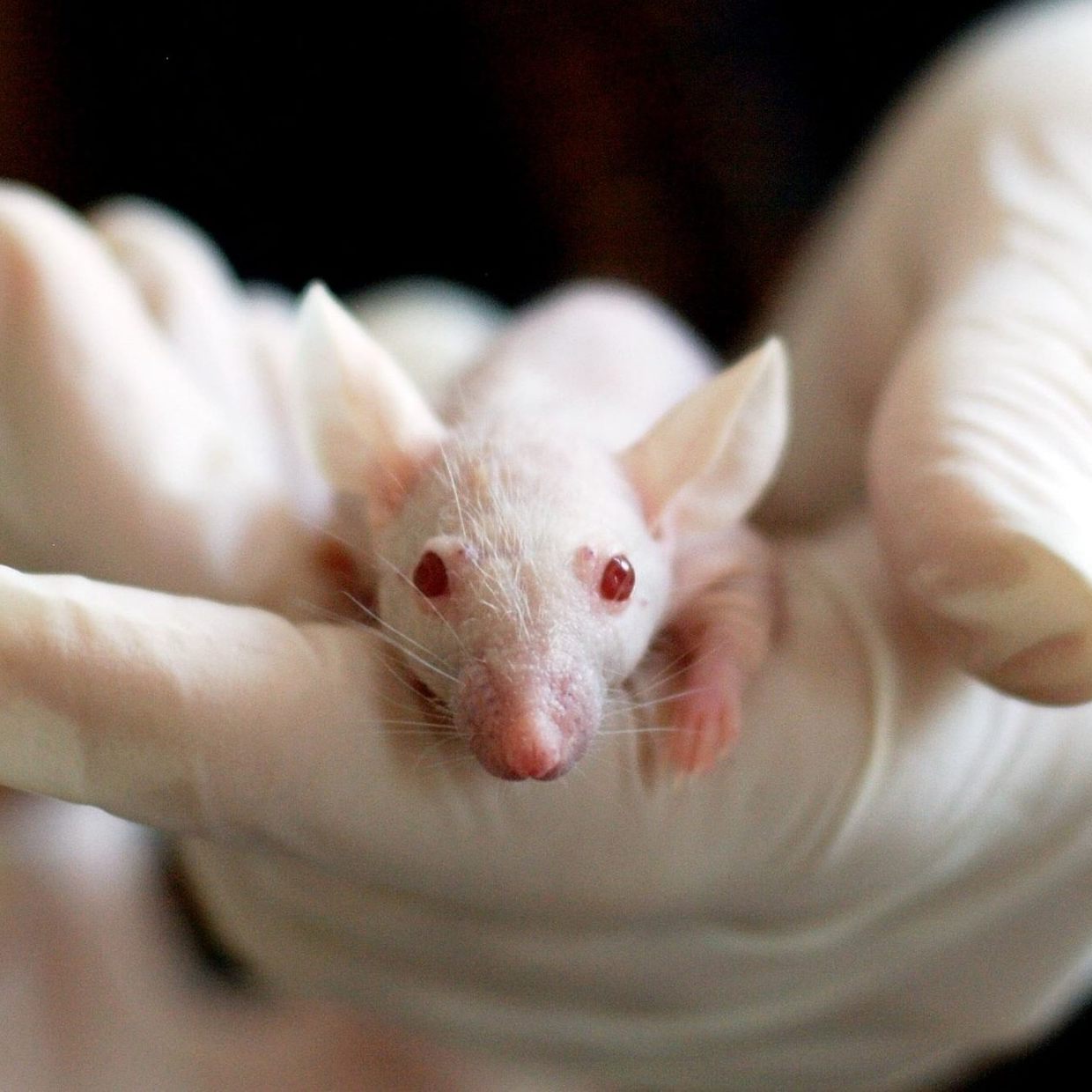 Mäuse werden am häufigsten für Tierversuche eingesetzt.