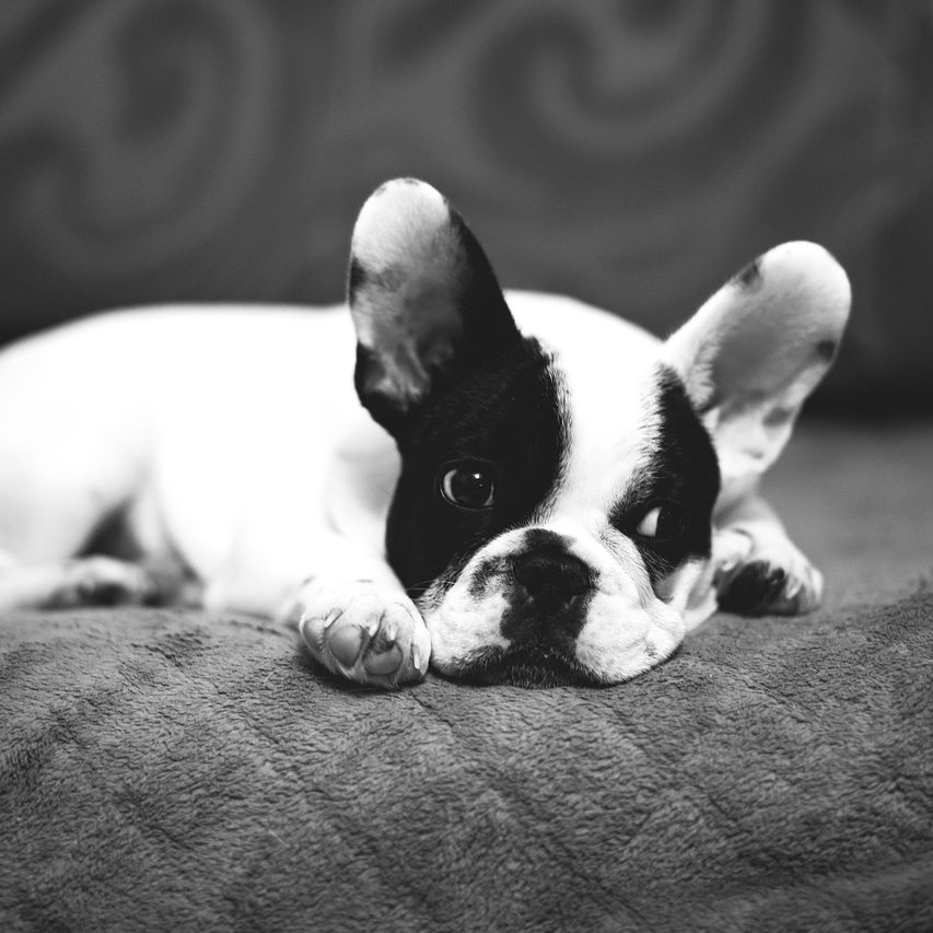 Bedingte Freiheitsstrafe wegen erschlagenem Hundewelpen in Wien.