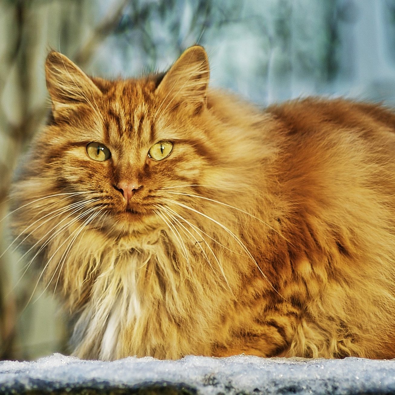 In Menschenjahren sei "Flossie" mindestens 120 Jahre alt.