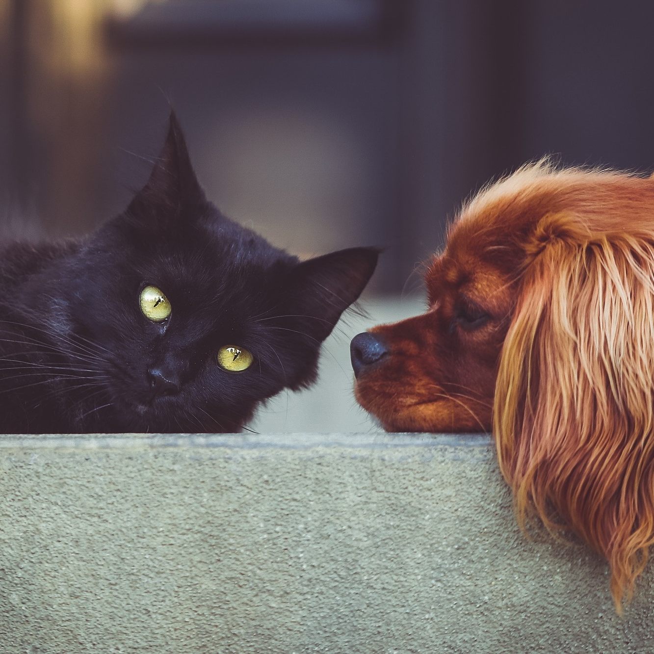 Hunde, Katz und Co. sind keine geeigneten Weihnachtsgeschenke.