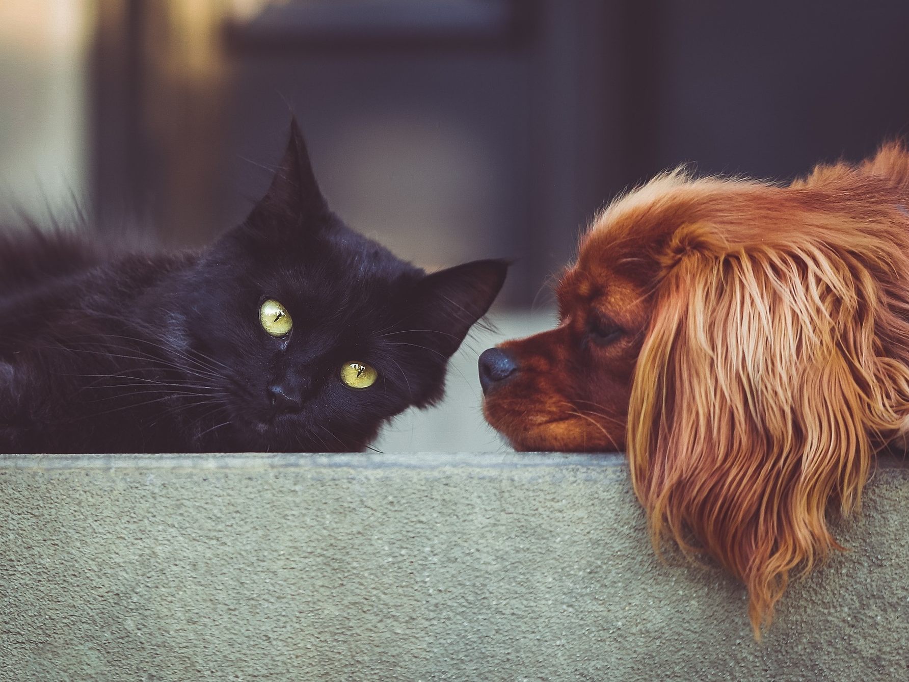 Hunde, Katz und Co. sind keine geeigneten Weihnachtsgeschenke. Hunde, Katz und Co. sind keine geeigneten Weihnachtsgeschenke.
