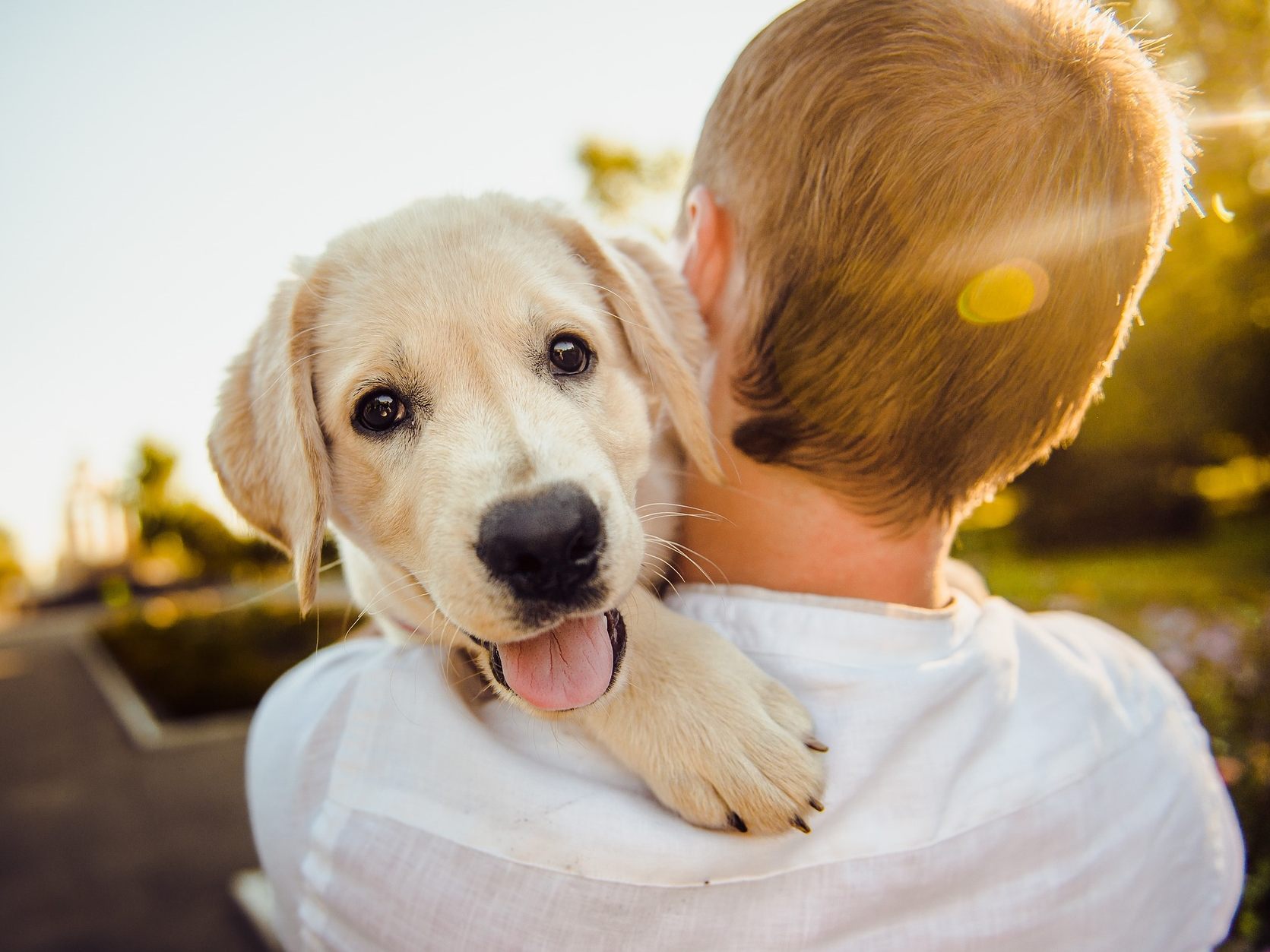 Wer einen Hund aus einem Wiener Tierheim adoptiert, für den entfällt die Hundeabgabe für drei Jahre.