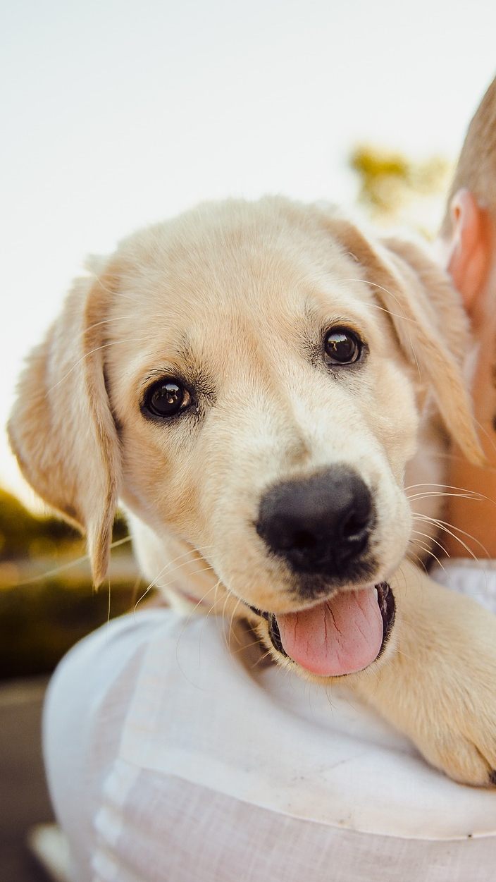 Wer einen Hund aus einem Wiener Tierheim adoptiert, für den entfällt die Hundeabgabe für drei Jahre.