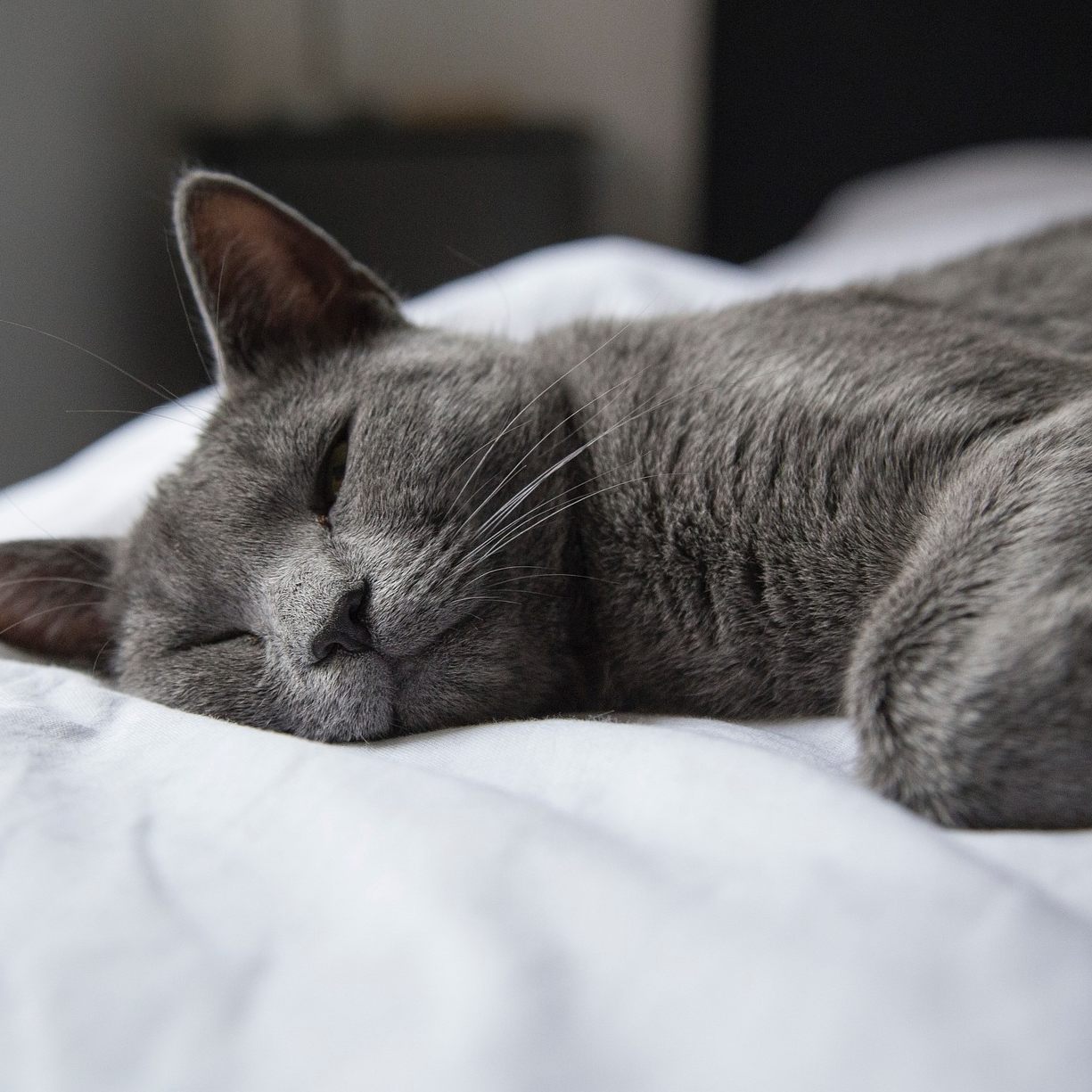 Seine Katze im Bett schlafen zu lassen, kann leider einige Nachteile mit sich bringen.