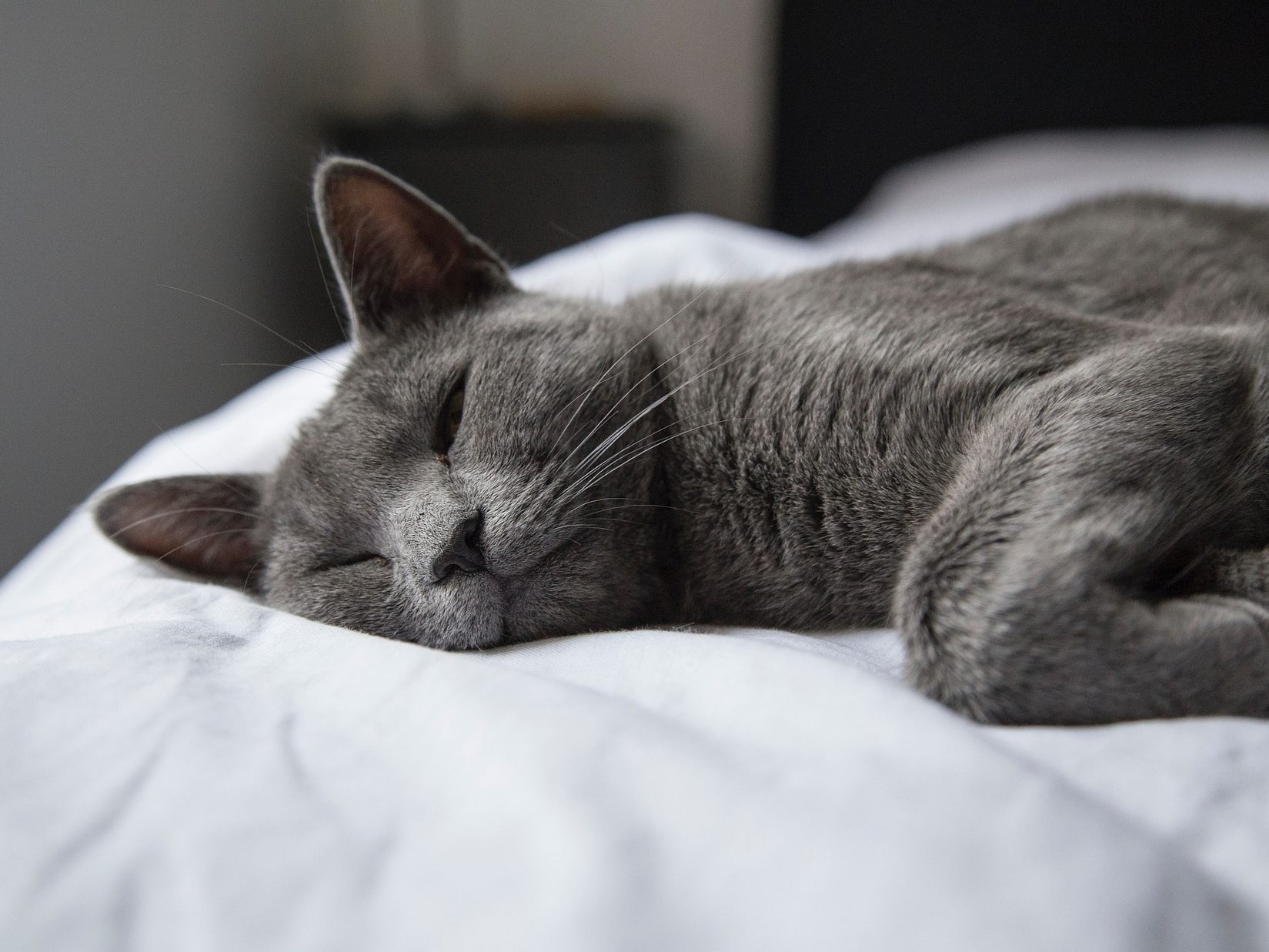 Seine Katze im Bett schlafen zu lassen, kann leider einige Nachteile mit sich bringen.