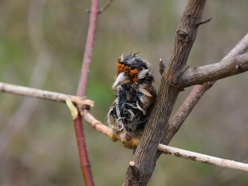 Der Wiener klebte einen Vogel auf einen Ast, um weitere Tiere anzulocken. Der Wiener klebte einen Vogel auf einen Ast, um weitere Tiere anzulocken.