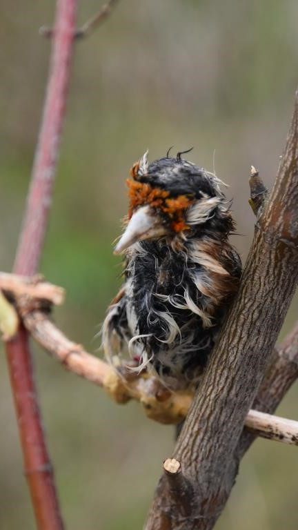 Der Wiener klebte einen Vogel auf einen Ast, um weitere Tiere anzulocken.