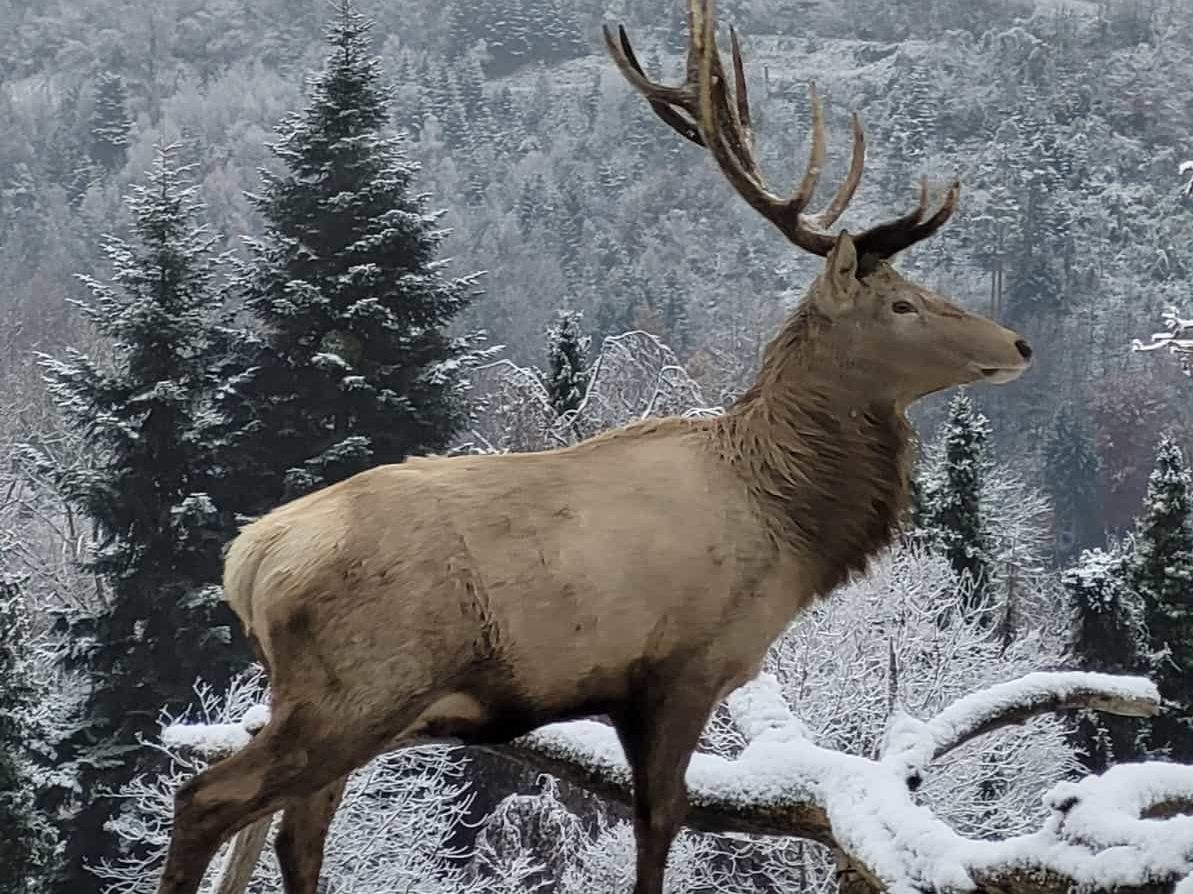 Hirsch im Schnee