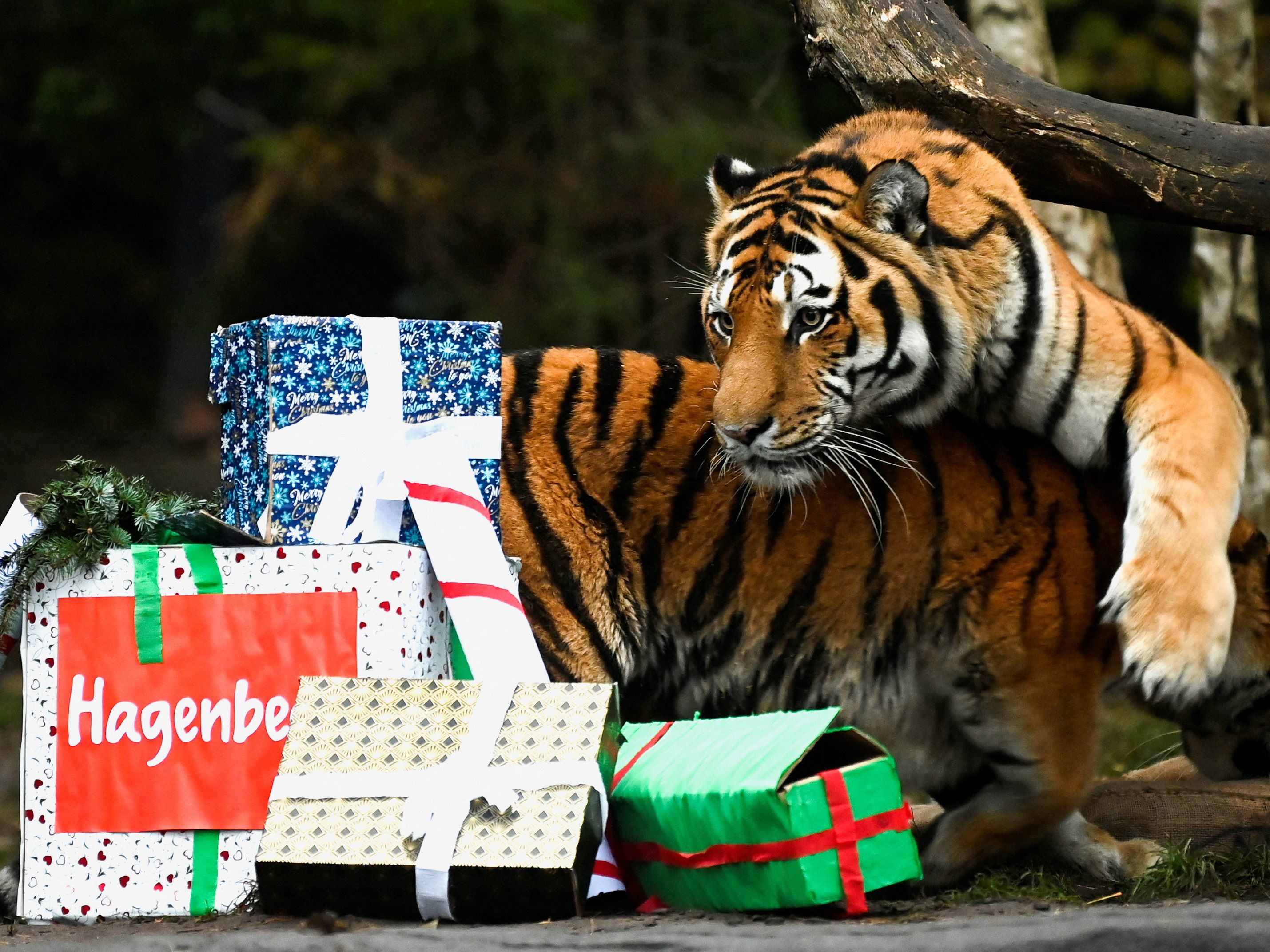 Tiger feiern Weihnachten im Zoo.