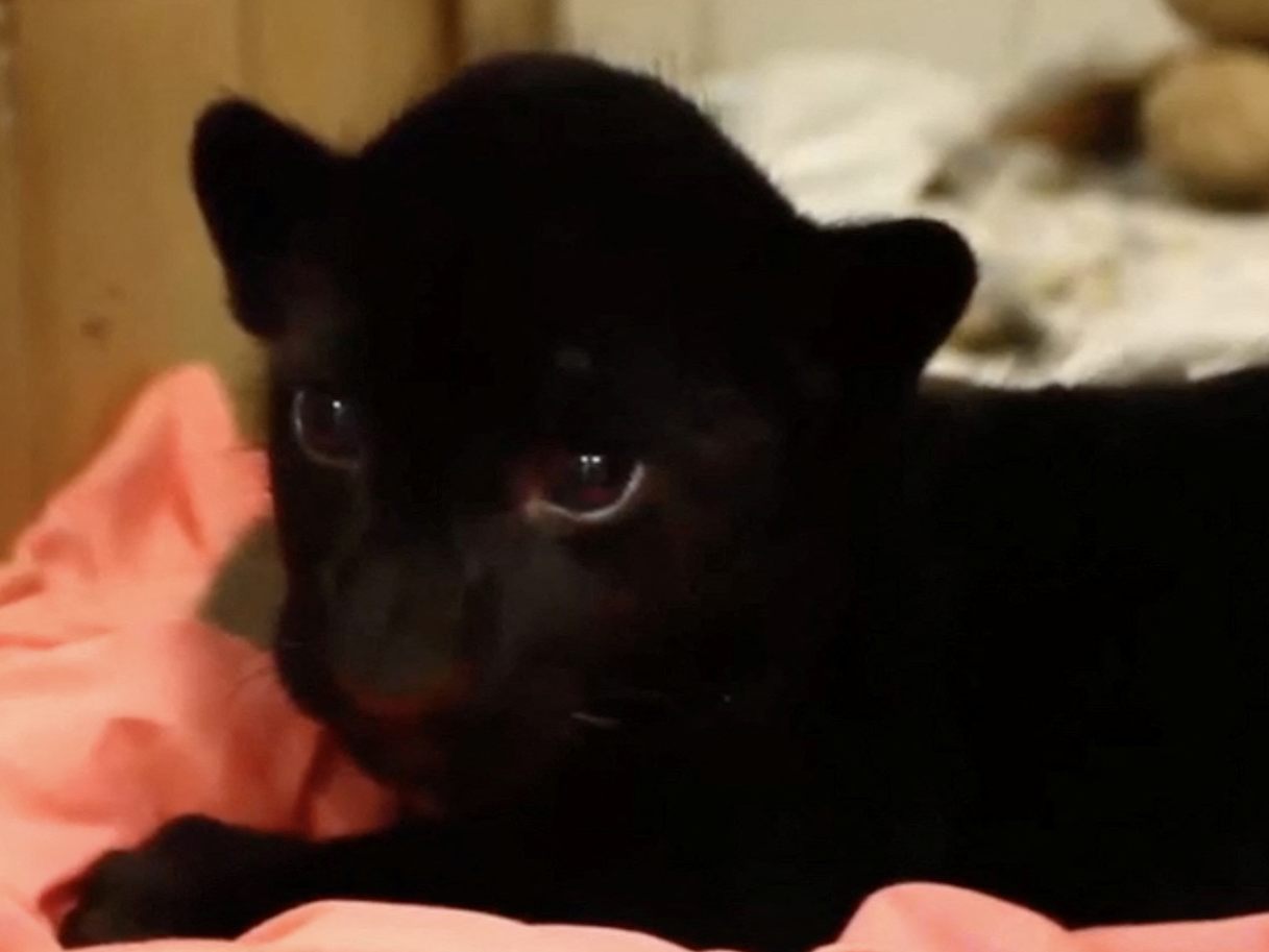 Jaguar-Baby begeistert Zoo-Besucher.