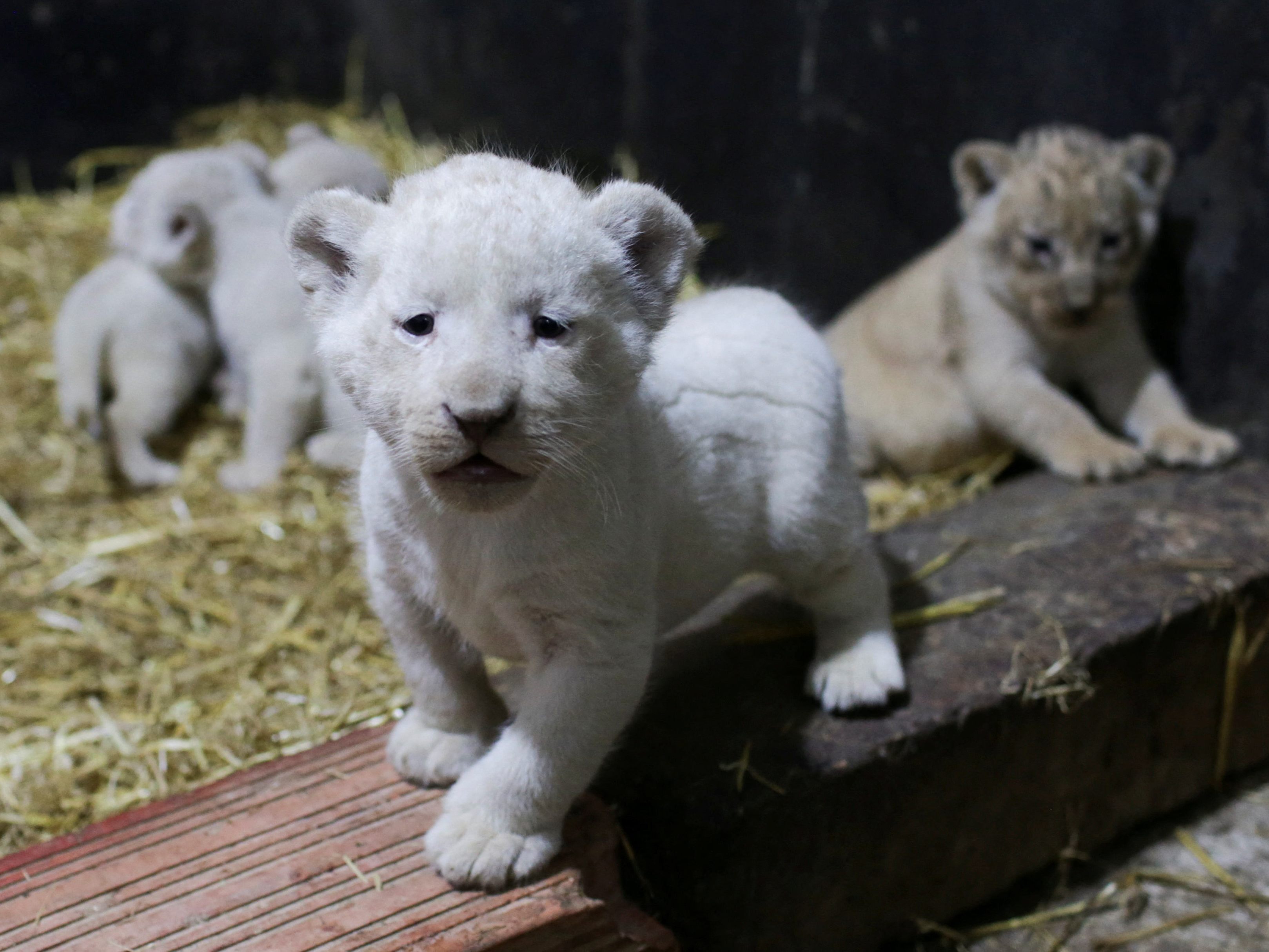 So süß! Löwen-Babys in Algerien geboren.