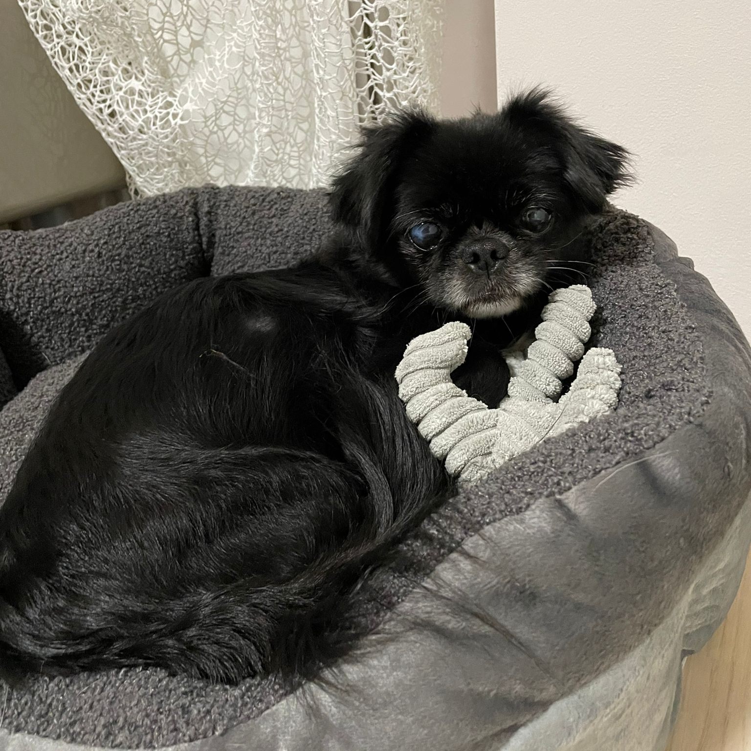 Happy End im Tierquartier Wien: Suzi nach sieben Jahren wieder bei ihrer Familie.