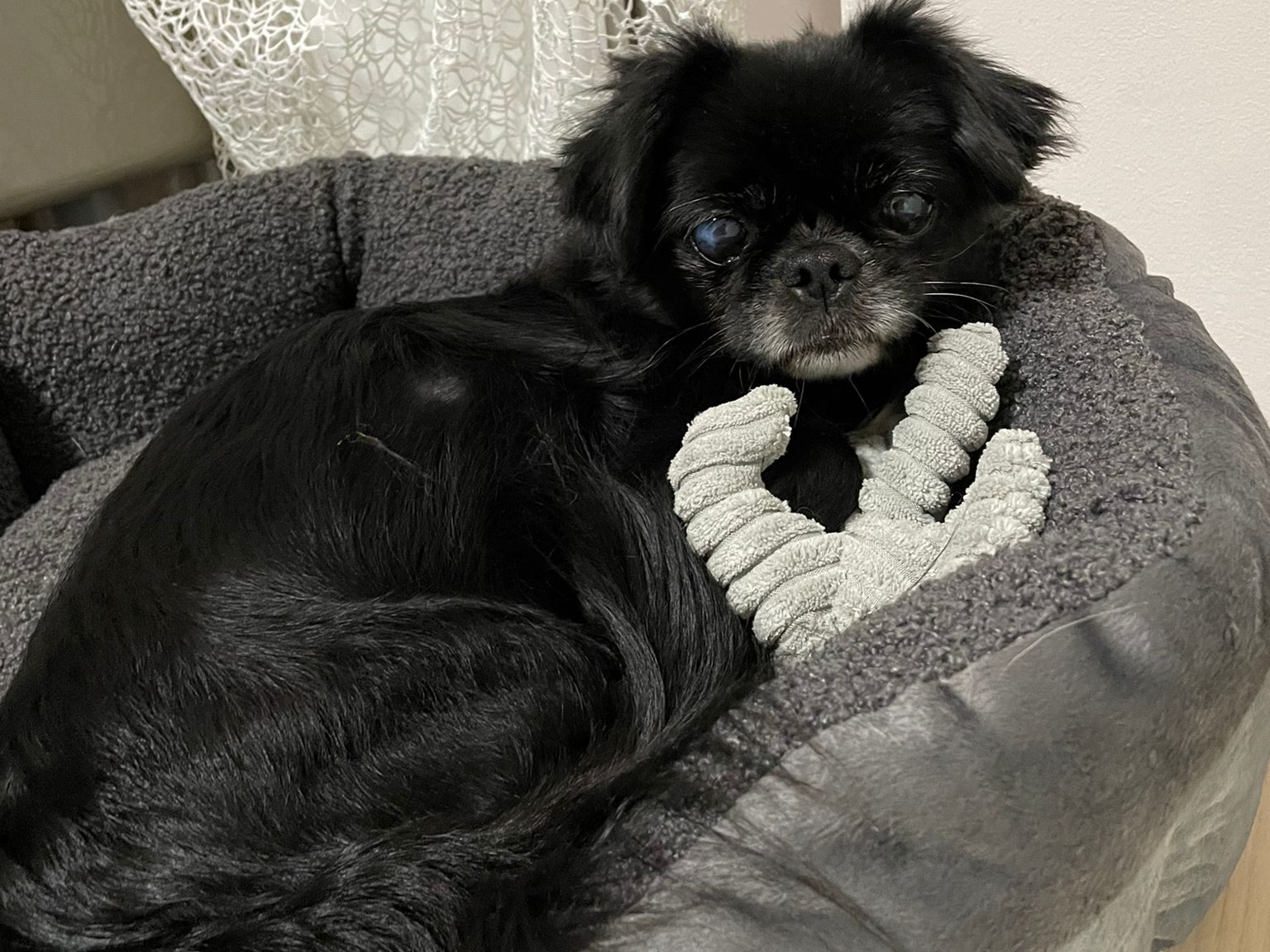 Happy End im Tierquartier Wien: Suzi nach sieben Jahren wieder bei ihrer Familie. Happy End im Tierquartier Wien: Suzi nach sieben Jahren wieder bei ihrer Familie.