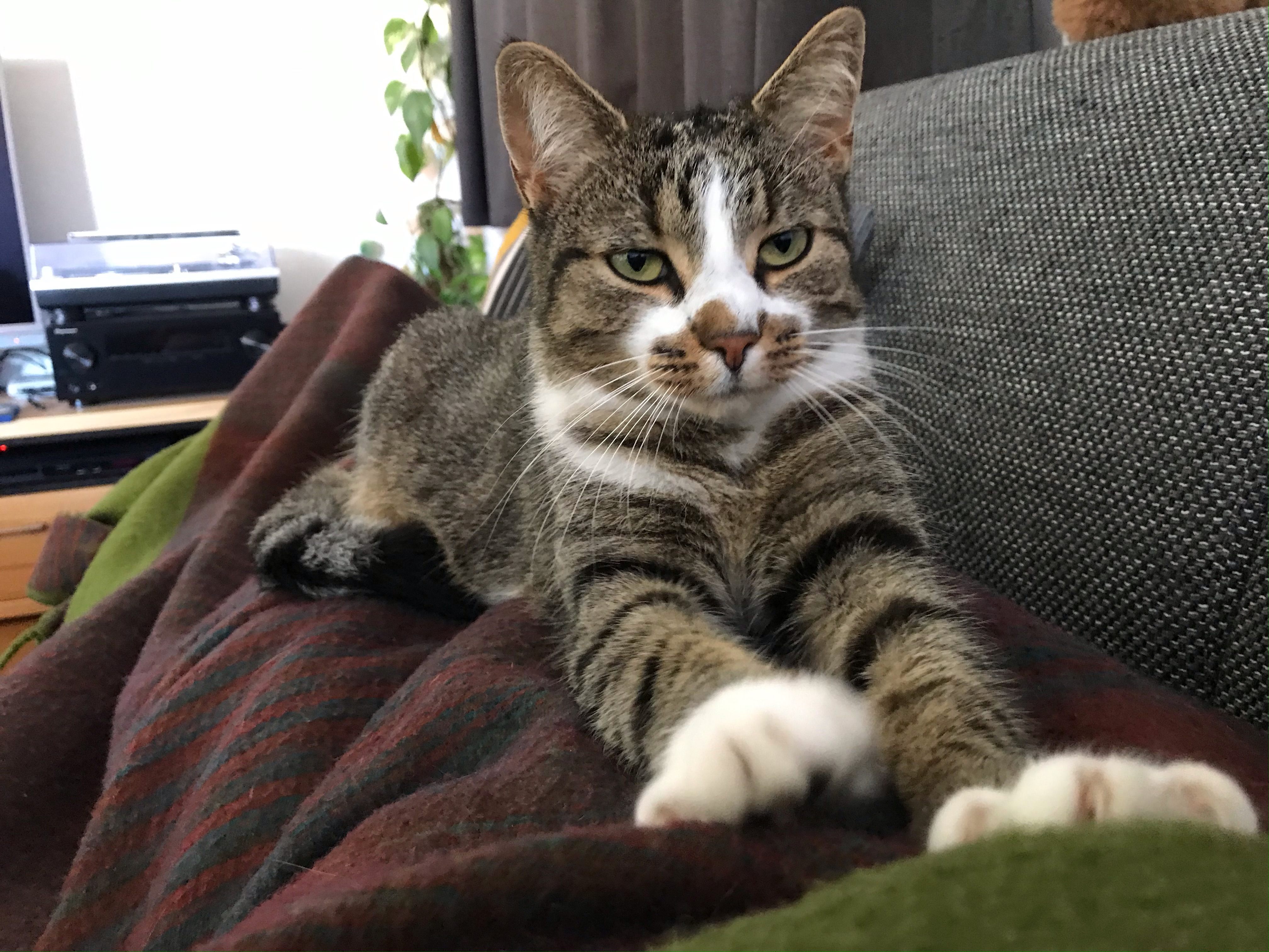Kater Rocky wird vermisst
