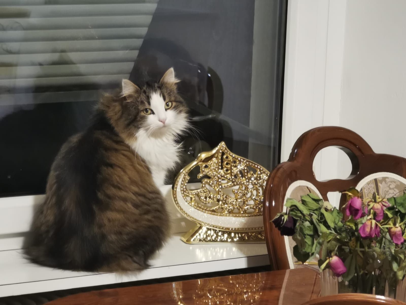 Katze vermisst