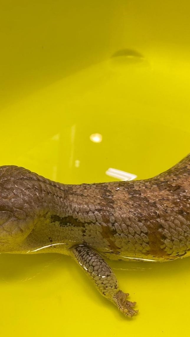 Im Bezirk Mödling in Niederösterreich wurde ein Reptil entdeckt.
