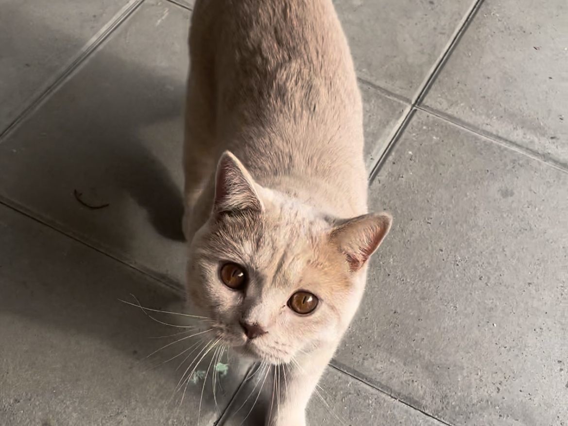 Simba