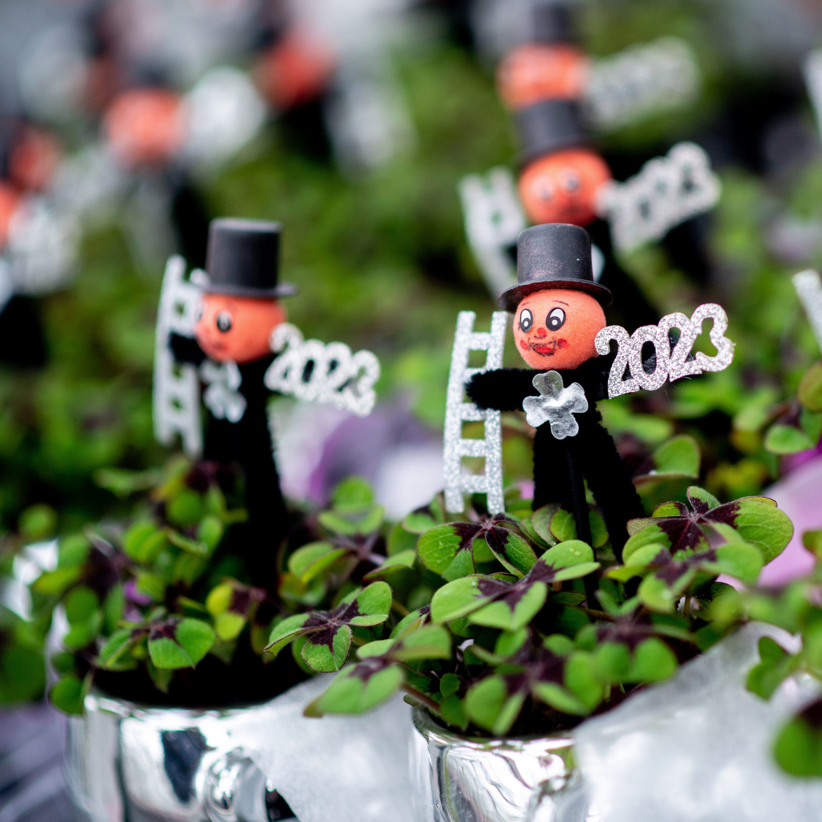 Silvester-Glücksklee kommt häufig aus dem Ausland.