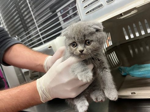 In Wien-Favoriten wurden Katzenbabys beschlagnahmt. In Wien-Favoriten wurden Katzenbabys beschlagnahmt.