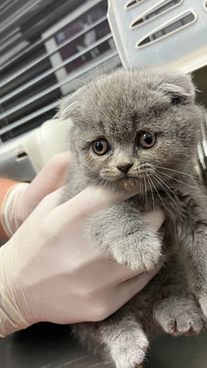 In Wien-Favoriten wurden Katzenbabys beschlagnahmt.