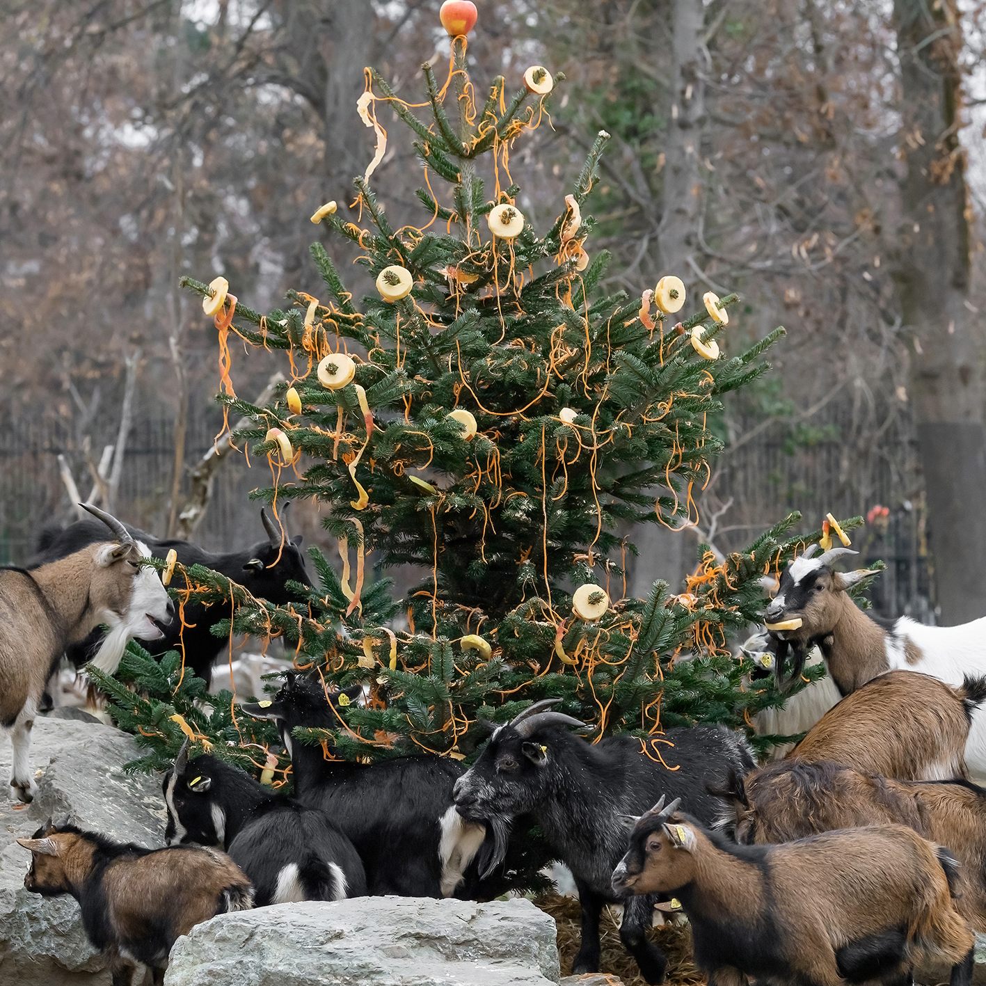 Tiere vom Streichelzoo im Tiergarten Schönbrunn bekamen eine Überraschung.