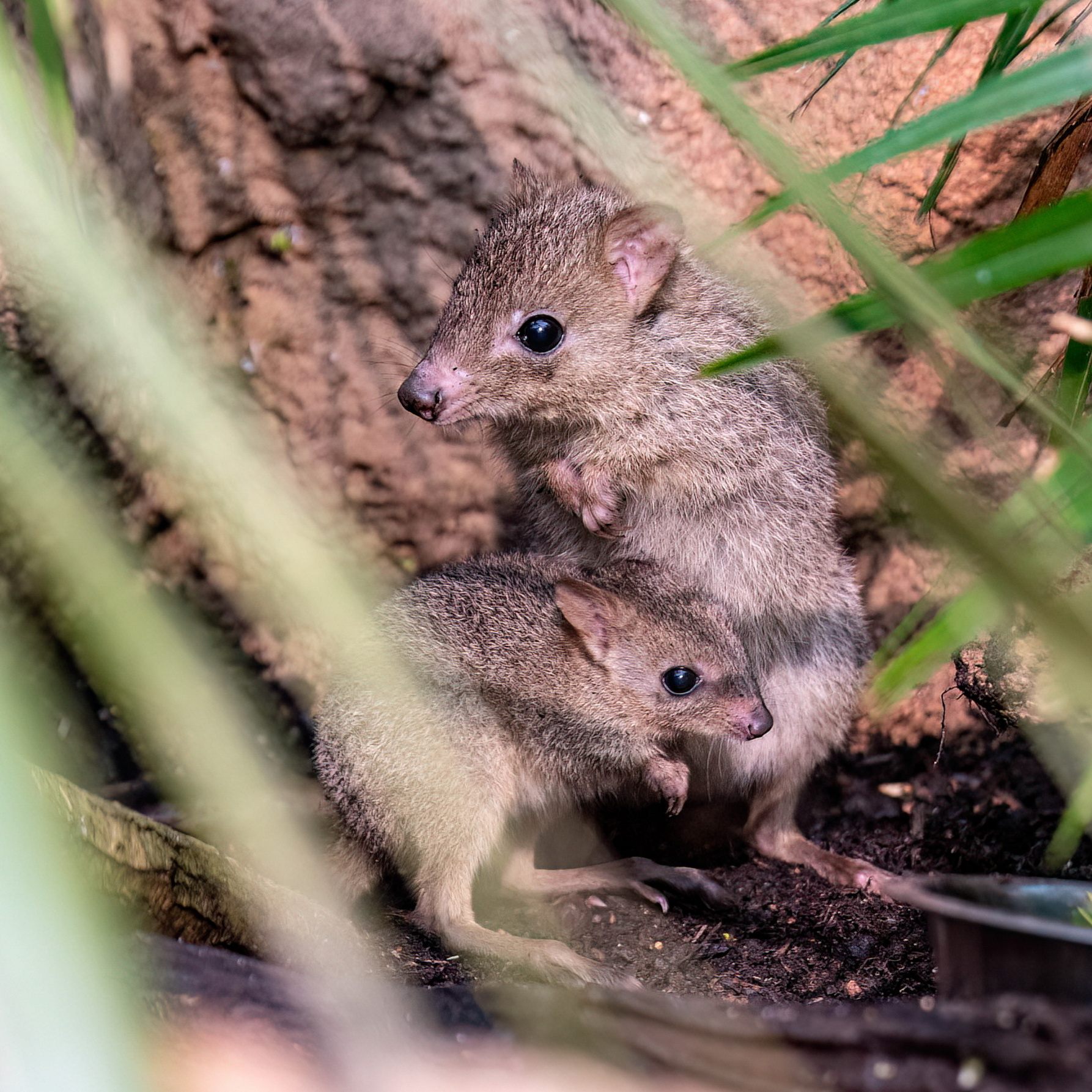 Haus des Meers: Bürstenschwanz-Känguru sorgte für Überraschungs-Nachwuchs.